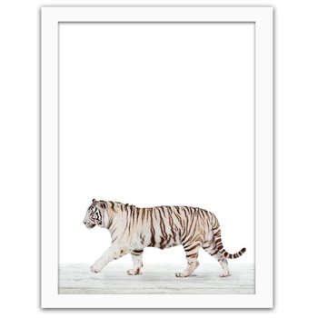 Obraz w ramie białej FEEBY Biały tygrys, 80x120 cm - Feeby