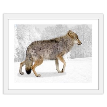 Obraz w ramie białej FEEBY Brązowy wilk, 50x40 cm - Feeby