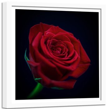 Obraz w ramie białej FEEBY, Czerwona Róża Kwiat 60x60 - Feeby