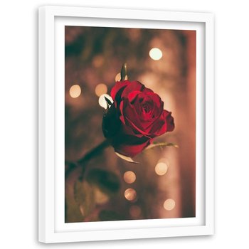 Obraz w ramie białej FEEBY, Czerwona Róża Kwiat Natura 40x60 - Feeby