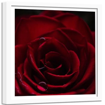 Obraz w ramie białej FEEBY, Czerwona Róża Pąk Kwiat 40x40 - Feeby