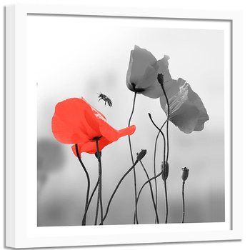 Obraz w ramie białej FEEBY, Czerwone Maki Kwiaty 60x60 - Feeby