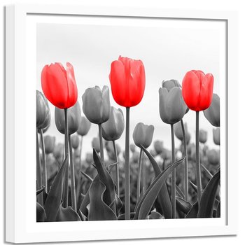 Obraz w ramie białej FEEBY, Czerwone Tulipany na łące 80x80 - Feeby
