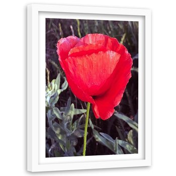 Obraz w ramie białej FEEBY, Czerwony Kwiat Maku Natura 40x60 - Feeby