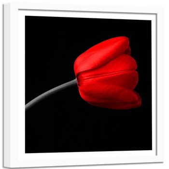 Obraz w ramie białej FEEBY, Czerwony Tulipan Czarne Tło 80x80 - Feeby