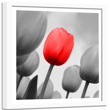 Obraz w ramie białej FEEBY, Czerwony Tulipan Kwiat 80x80 - Feeby