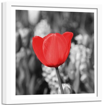 Obraz w ramie białej FEEBY, Czerwony Tulipan na łące 60x60 - Feeby