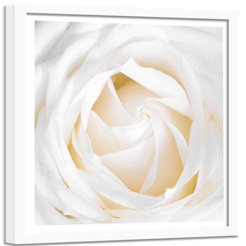 Obraz w ramie białej FEEBY, Delikatna Biała Róża 50x50 - Feeby