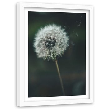 Obraz w ramie białej FEEBY, Dmuchawiec Roślina Kwiat 40x60 - Feeby