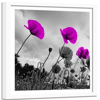 Obraz w ramie białej FEEBY, Fioletowe Maki Kwiaty 50x50 - Feeby