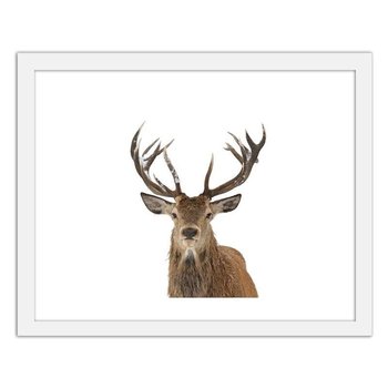Obraz w ramie białej FEEBY Głowa jelenia na białym tle, 50x40 cm - Feeby