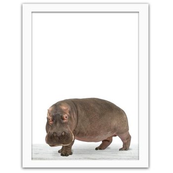 Obraz w ramie białej FEEBY Hipopotam, 80x120 cm - Feeby