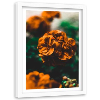 Obraz w ramie białej FEEBY, Kwiat Pomarańczowy Roślina 40x60 - Feeby