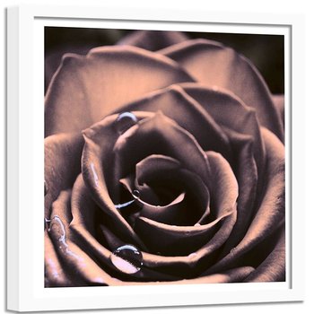 Obraz w ramie białej FEEBY, Kwiat Róży Roślina 40x40 - Feeby