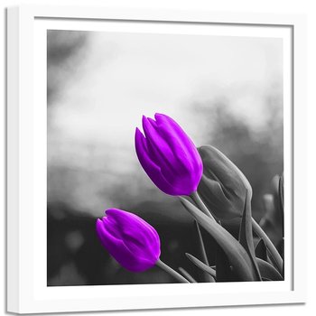 Obraz w ramie białej FEEBY, Kwiaty Fioletowe Tulipany 60x60 - Feeby
