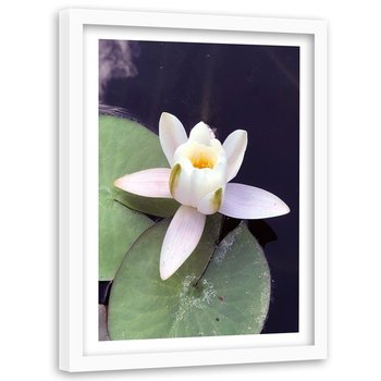 Obraz w ramie białej FEEBY, Lilia Wodna Kwiat Staw 60x90 - Feeby