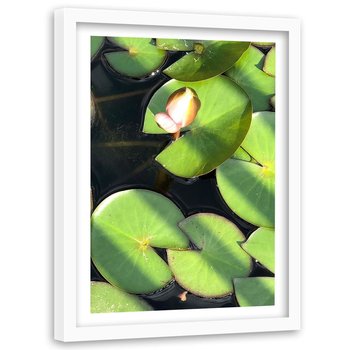 Obraz w ramie białej FEEBY, Pączek lilii wodnej, 40x60 cm - Feeby