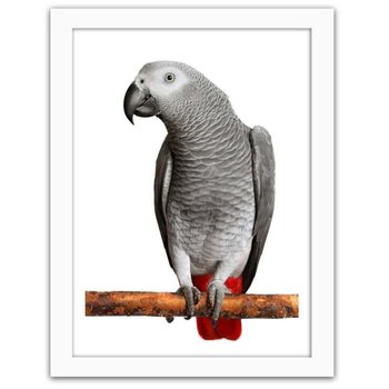Obraz w ramie białej FEEBY Papuga żako, 50x70 cm - Feeby