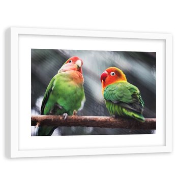 Obraz w ramie białej FEEBY, Papugi Kolorowe Ptaki 60x40 - Feeby