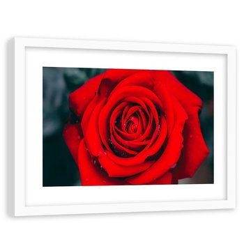 Obraz w ramie białej FEEBY, Piękna Czerwona Róża Kwiat 60x40 - Feeby
