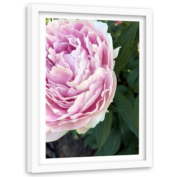 Obraz w ramie białej FEEBY, Piwonia Kwiat Roślina 40x60 - Feeby