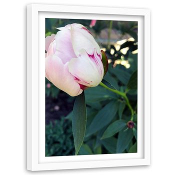 Obraz w ramie białej FEEBY, Piwonia Kwiat różowy 80x120 - Feeby