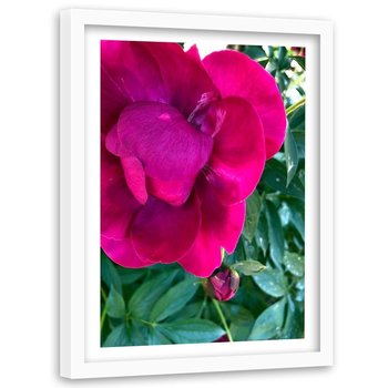 Obraz w ramie białej FEEBY, Piwonia Różowy Kwiat 40x60 - Feeby