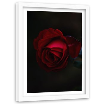 Obraz w ramie białej FEEBY, Róża Czerwony Kwiat Natura 40x60 - Feeby