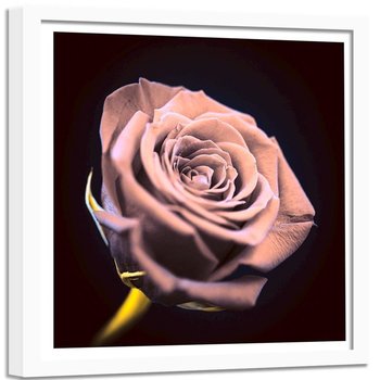 Obraz w ramie białej FEEBY, różowy Kwiat Róży Natura 60x60 - Feeby