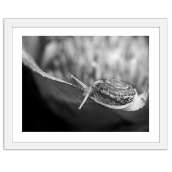 Obraz w ramie białej FEEBY, Ślimak na roślinie, 50x40 cm - Feeby