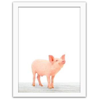 Obraz w ramie białej FEEBY, Świnka, 80x120 cm - Feeby