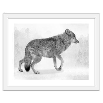 Obraz w ramie białej FEEBY, Szary wilk 2, 50x40 cm - Feeby