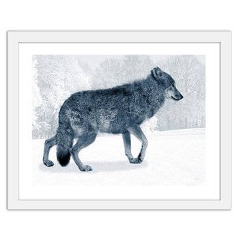 Obraz w ramie białej FEEBY, Szary wilk, 29,7x21 cm - Feeby