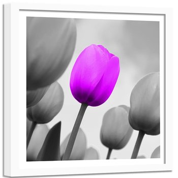Obraz w ramie białej FEEBY, Tulipan Fioletowy Szary 60x60 - Feeby