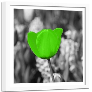 Obraz w ramie białej FEEBY, Tulipan kwiat 50x50 - Feeby