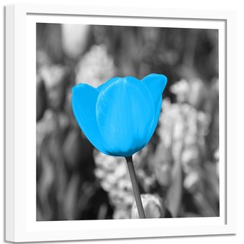 Obraz w ramie białej FEEBY, Tulipan Kwiaty Niebieski 50x50 - Feeby