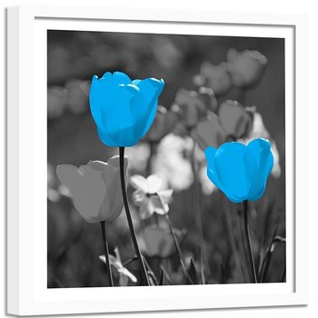 Obraz w ramie białej FEEBY, Tulipan Niebieski Natura 50x50 - Feeby