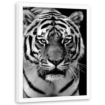 Obraz w ramie białej FEEBY, Tygrys Afryka Czarno Biały 20x30 - Feeby