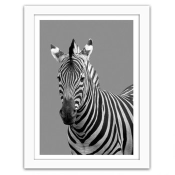 Obraz w ramie białej FEEBY, Zebra w czerni i bieli, 40x60 cm - Feeby