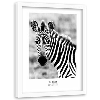 Obraz w ramie białej FEEBY, Zebra Zwierzęta Natura 80x120 - Feeby