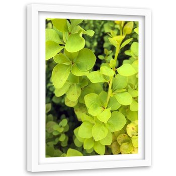 Obraz w ramie białej FEEBY, Zielona roślina, 40x60 cm - Feeby