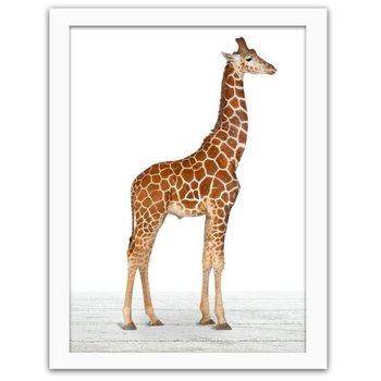 Obraz w ramie białej FEEBY, Żyrafa, 70x100 cm - Feeby
