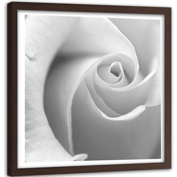 Obraz w ramie brązowej: Biała róża 3, 40x40 cm - Feeby