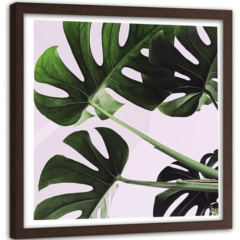 Obraz w ramie brązowej: Egzotyczne liście monstera 1, 80x80 cm - Feeby