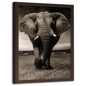 Obraz w ramie brązowej FEEBY, Afryka Słoń Czarno Biały 40x50 - Feeby