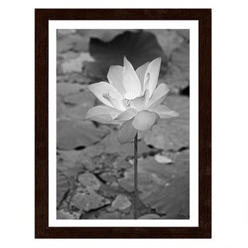 Obraz w ramie brązowej FEEBY Biała lilia wodna, 40x60 cm - Feeby