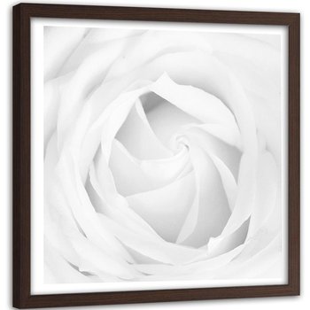 Obraz w ramie brązowej FEEBY, Biała Róża Kwiat Roślina 80x80 - Feeby