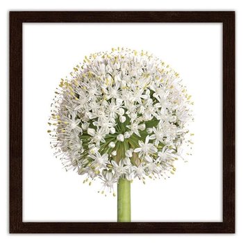 Obraz w ramie brązowej FEEBY Biały kwiat czosnku, 60x60 cm - Feeby