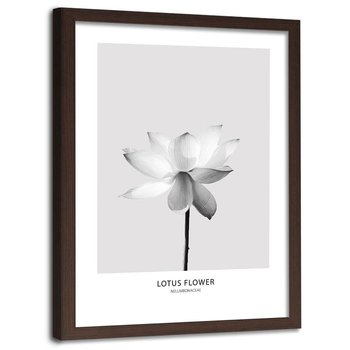 Obraz w ramie brązowej FEEBY, Biały Kwiat Lotosu Natura 40x60 - Feeby