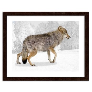 Obraz w ramie brązowej FEEBY Brązowy wilk, 50x40 cm - Feeby